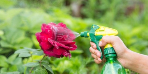 Lisne uši na ružama: kako se nositi s narodnim lijekovima i kemikalijama